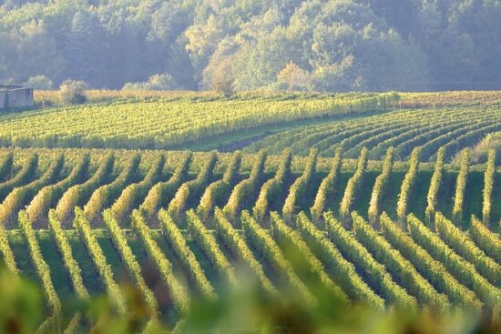 Azienda Vitivinicola Tizzano tra i cento grandi vini d’Italia